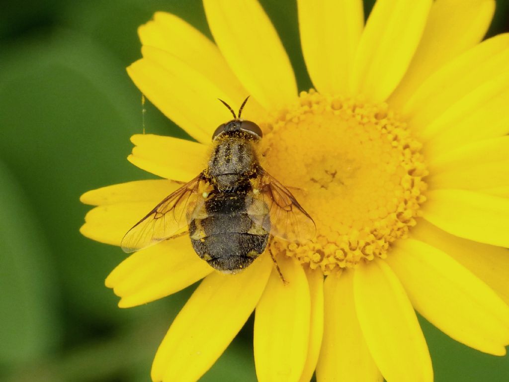 Stratiomidae: Odontomyia sp.